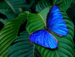 maripozaazul
